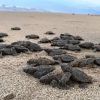 Nacen en playas michoacanas las primeras tortugas golfinas de la temporada