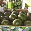 Acuerdan México y Estados Unidos que personal de Agricultura supervise huertos del programa de exportación de aguacate