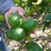 Confía gobierno que esta semana termine paro de limoneros