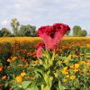 Campos de flores de Copándaro y Tarímbaro, un atractivo para locales y turistas