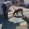 Aumenta un 70 % los reportes de perros y gatos extraviados por los estragos de la pirotecnia