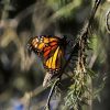 Invitan a visitar los santuarios de la Mariposa Monarca en Michoacán