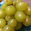 Tradición de las uvas, cada vez más difícil de mantener por su alto costo económico