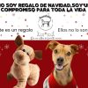 Aumenta 50% reportes de abandono de perros y gatos tras las fiestas