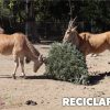 Recicla tu árbol de Navidad en el Zoológico y recibe una entrada gratis